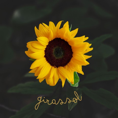 Girassol | Boomplay Music