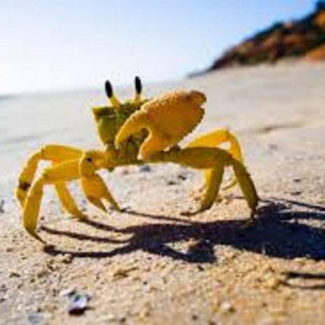 Crab | Boomplay Music