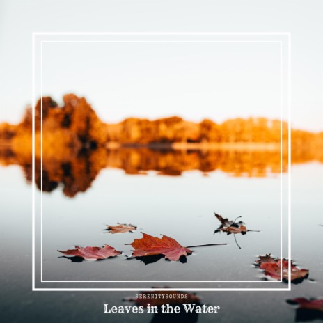Leaves in the Water