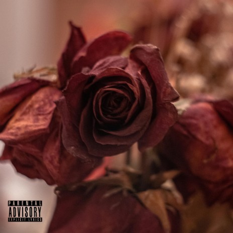 Amber's Rose ft. Amber Hill | Boomplay Music