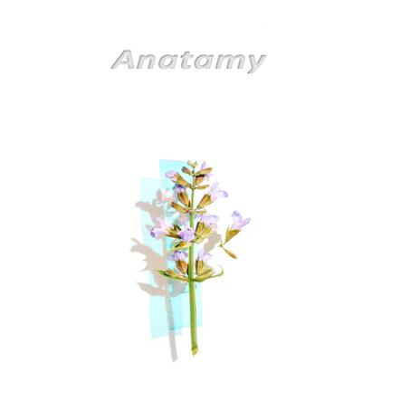 Anatomy | Boomplay Music