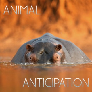 Animal Anticipation