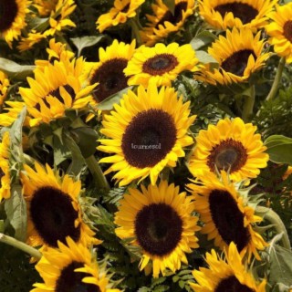 tournesol