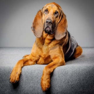 Bloodhound