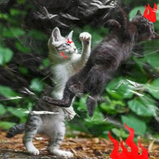 Cat Fight