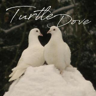 Turtle Dove