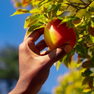 Passion Fruit (Basket 2)