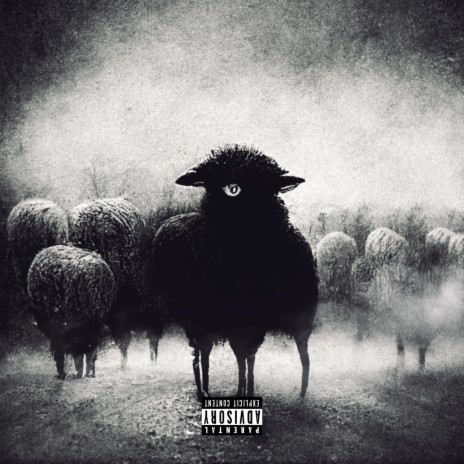 Mouton Noir