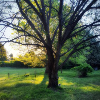 Meet me at my favourite tree Love Patch