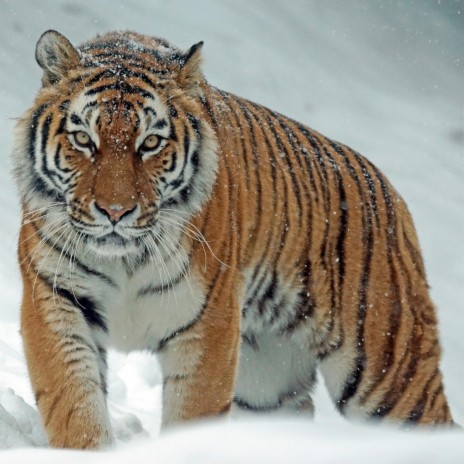 The Snow Tiger | Boomplay Music