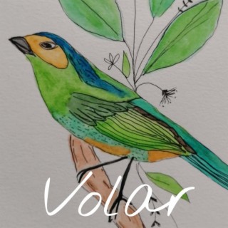 Volar