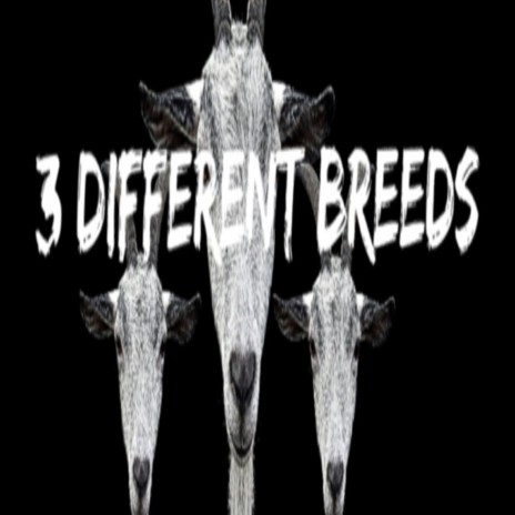 3 Differnt Breeds ft. 3xBam | Boomplay Music
