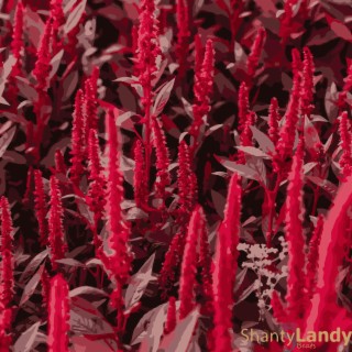 Amaranth