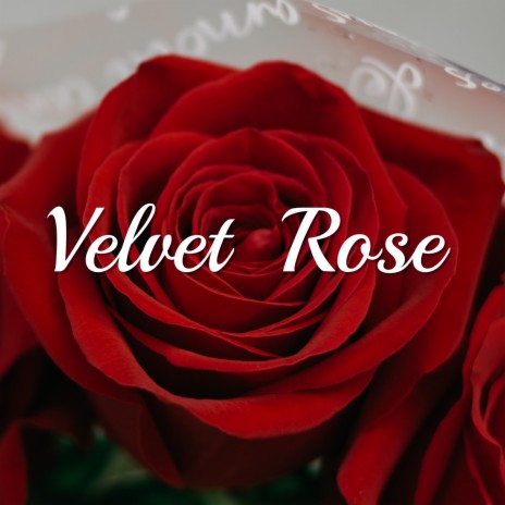 Velvet Rose | Boomplay Music