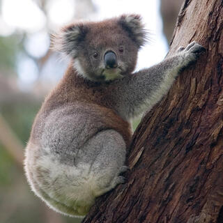 Koala Blues