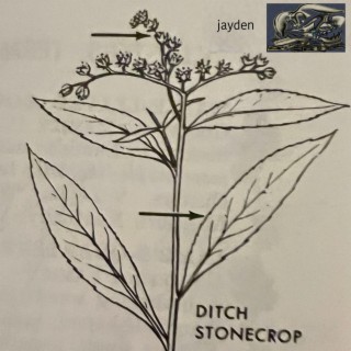 jayden/ditch stonecrop