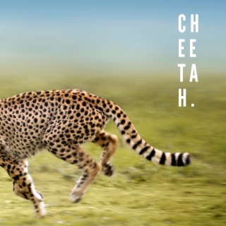 cheetah.