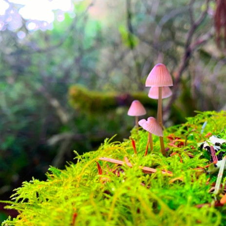 Stumbling Mushrooms