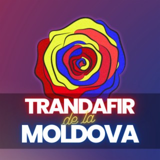 Trandafir De La Moldova