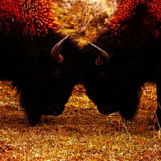 Buffalo