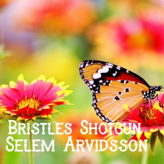 Bristles Shotgun