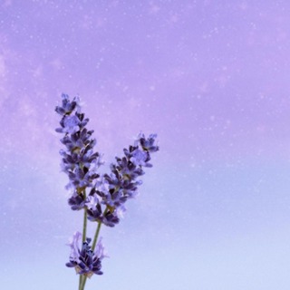 Prelude: Lavender Daydreams