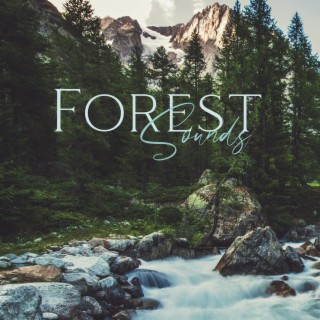 Forest Sounds: Relaxing With Nature