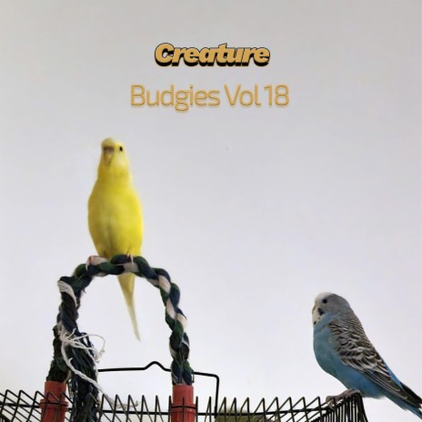 Budgies XXII (Vol XVIII)