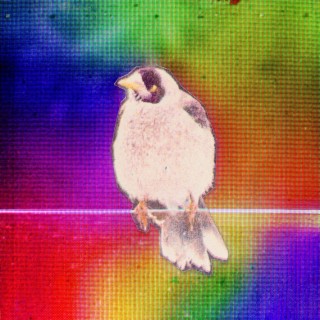 Digital Bird Matrix (Re-Edit)