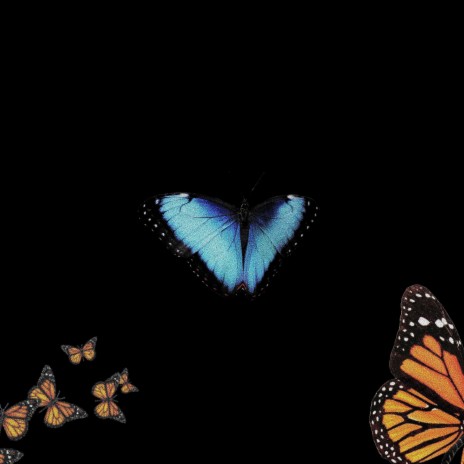 butterflies | Boomplay Music
