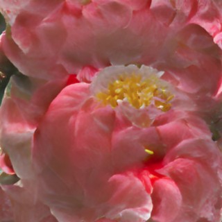 camellia (remix)