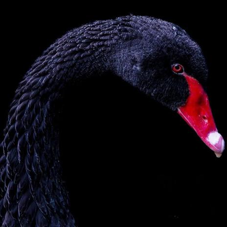 Black Swan | Boomplay Music