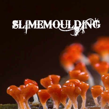 Slime Moulding