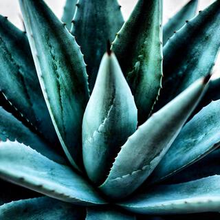 Agave (Base de Rap)