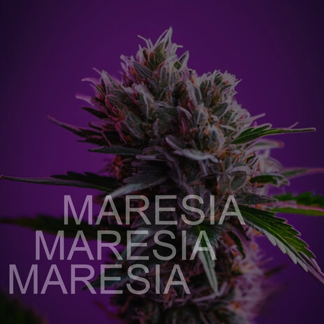 Maresia | Boomplay Music