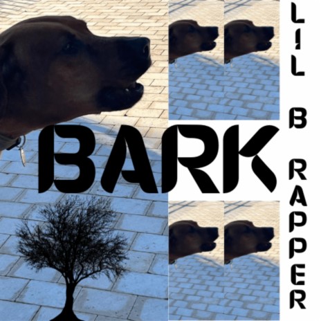 bark | Boomplay Music