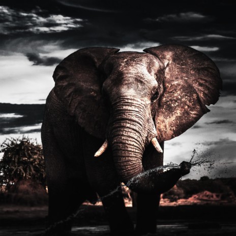 Walking Elephant | Boomplay Music