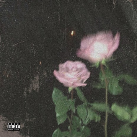 Roses | Boomplay Music