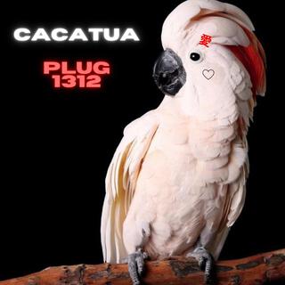 Cacatua