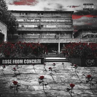 Rose From Concrete