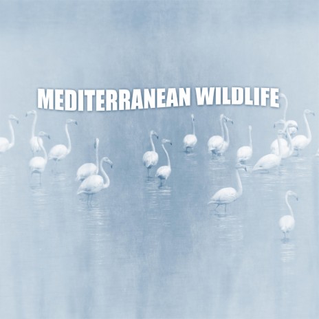 Mediterranean wildlife | Boomplay Music