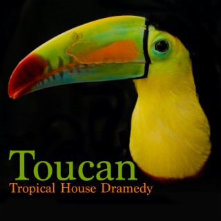 Toucan: Tropical House Dramedy