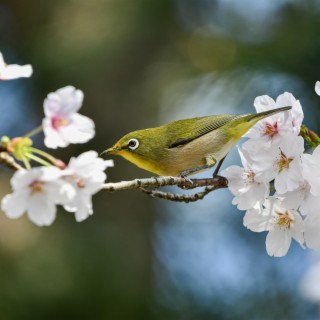 治愈養生館 咖啡廳 瑜伽美容 茶館輕松音樂