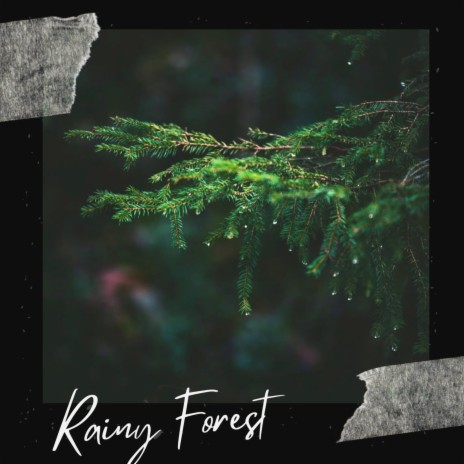 Rainy Forest | Boomplay Music