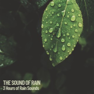 The Sound of Rain: 3 Hours of Rain Sounds