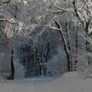 Winter Forest