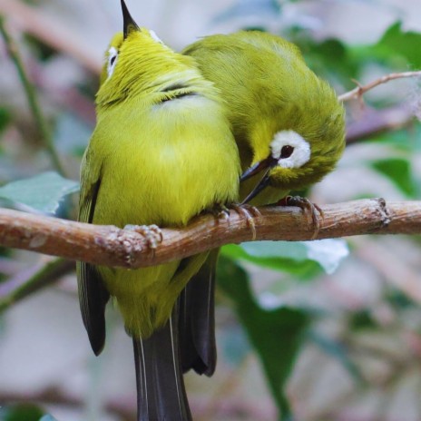 Pemasteran Suara Burung Pleci Gacor | Boomplay Music