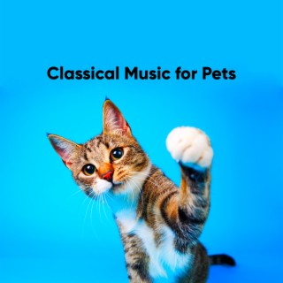 Music for Cats: Calming Classical Music for Cat on Piano and Strings