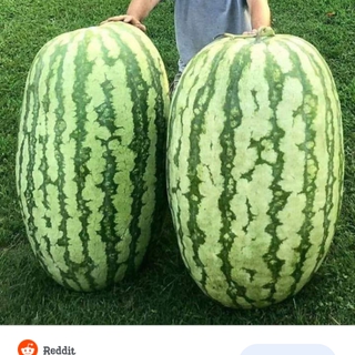 Watermelon Dance