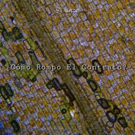 ¿cómo Rompo El Contrato? | Boomplay Music